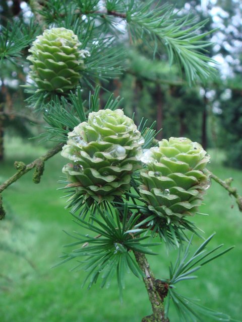 Larix kaempferi fruits